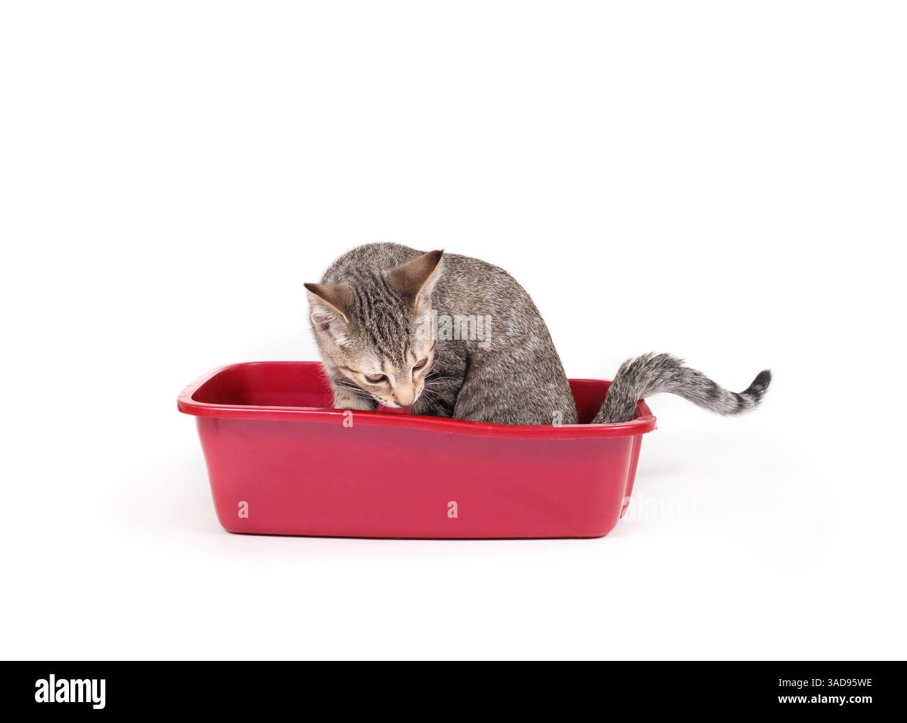 Chaton isolé dans une litière. Curieuse chatte dans les toilettes de chat rouge sentant ou enquêtant. Formation à la toilette ou formation à la litière. 13 semaines, femme s Banque D'Images