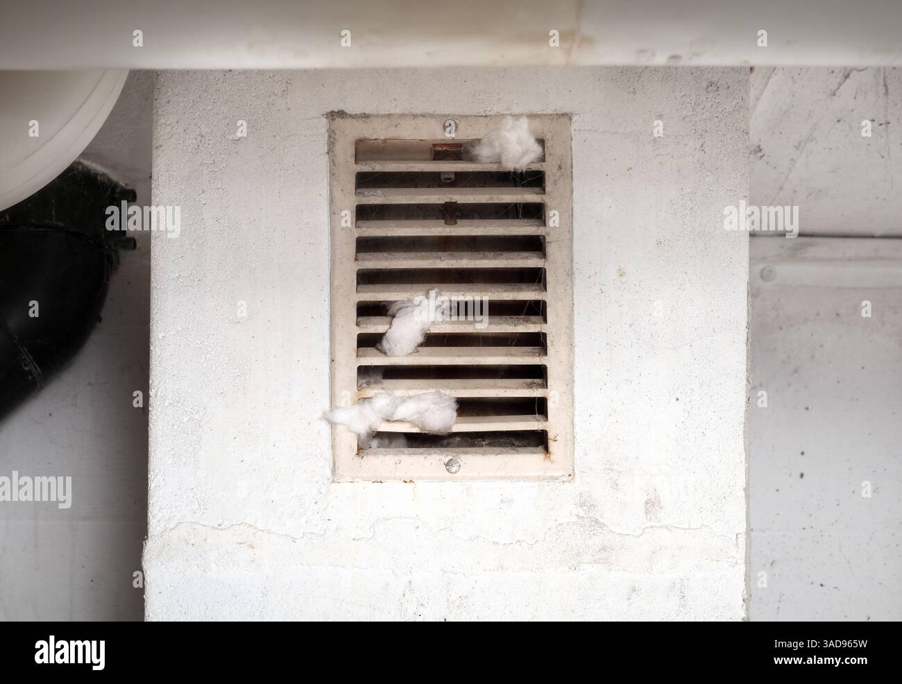 Évent de séchoir avec peluches sortant. Conduit de séchoir avec accumulation ou accumulation de tissu blanc dans la salle de lavage du bâtiment ou de la maison. Nettoyage de l'évent du sécheur jusqu'au précédent Banque D'Images