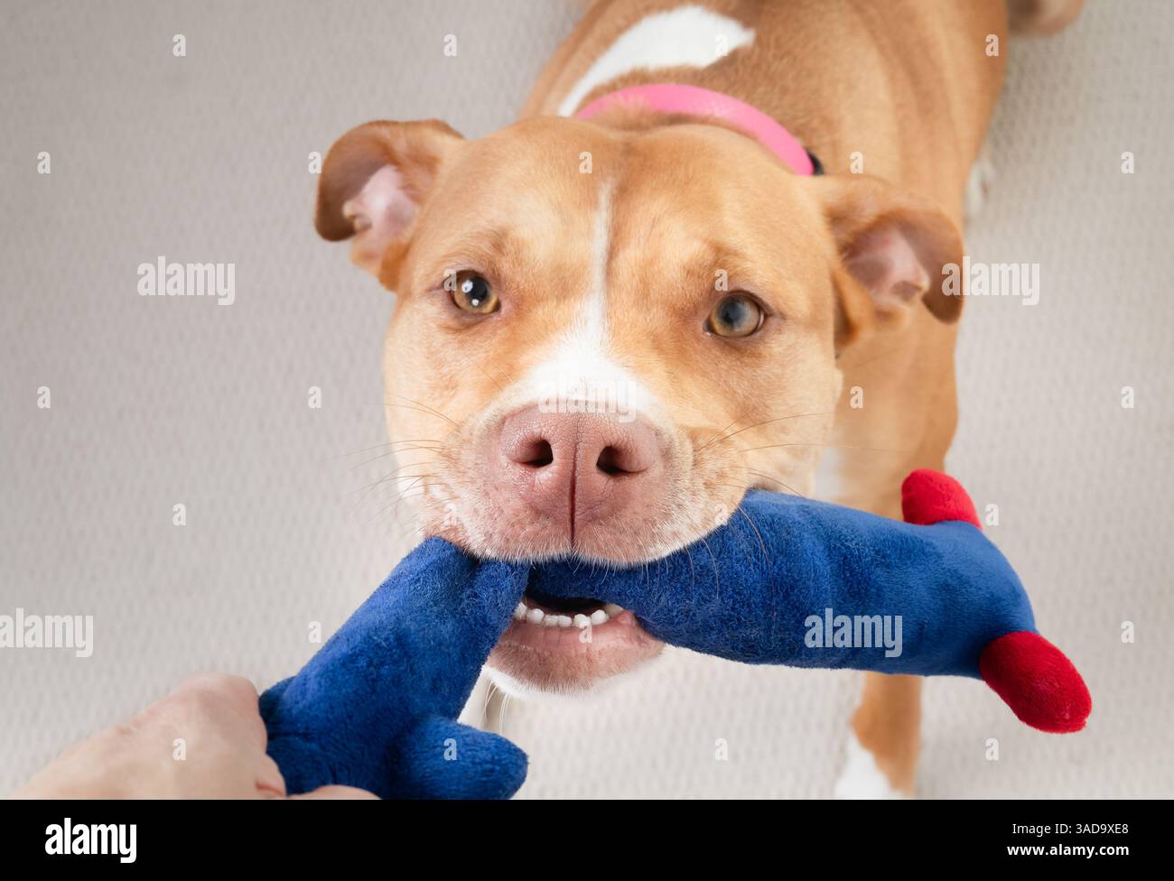 Chien heureux jouant remorqueur de guerre avec jouet et propriétaire. Grand chien tirant sur le jouet long tenu par la main de la femme. Vue en grand angle. 2 ans, Boxer Pitbull, Fawn wh Banque D'Images