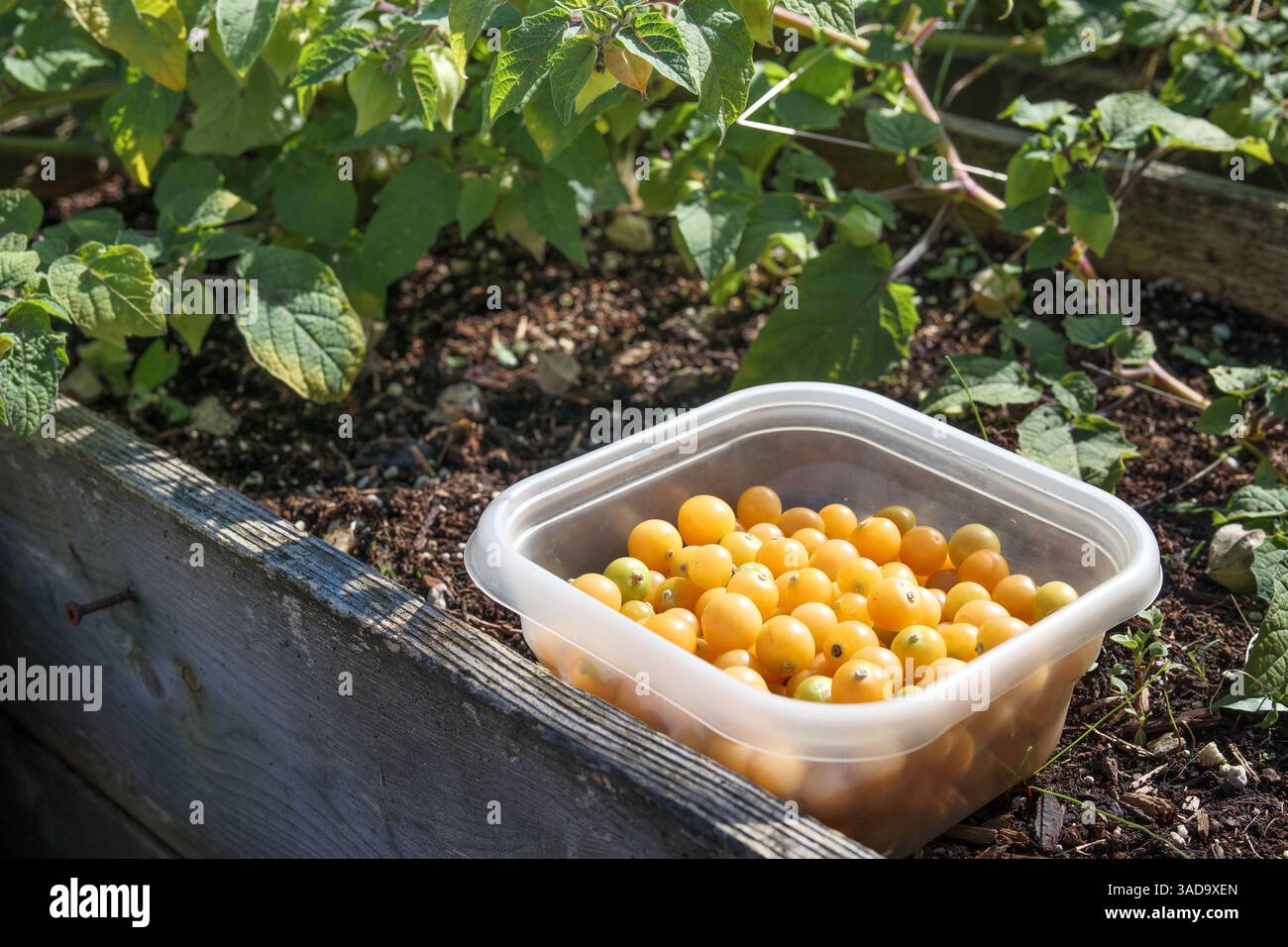 Récolte de cerises moulues dans un récipient à côté de planter dans le jardin. Beaucoup de petits fruits jaunes viennent d'être cueillis. Poha Berry, pichuberry, inca Berry ou fraise tom Banque D'Images