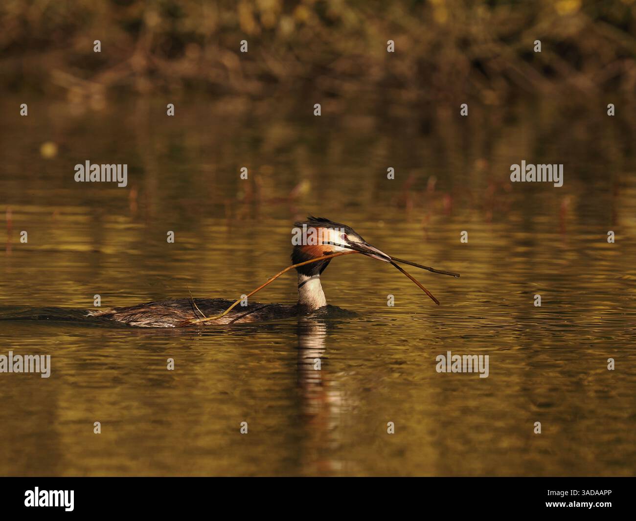 Ce grebe aurait la chance d'obtenir un certain nombre de ses offrandes sur le nid. Banque D'Images