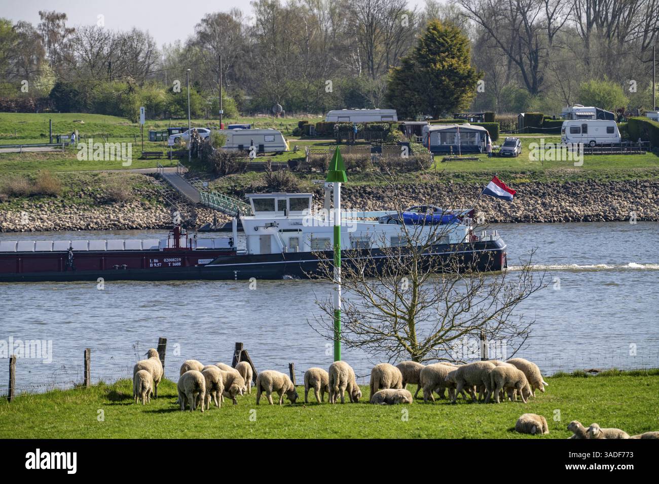 Le Rhin près du village de Kalkar-Grieth, moutons pâturant sur les prairies du Rhin, avant-pays de digue, cargo sur le Rhin, Rhénanie du Nord-Westphalie, Germa Banque D'Images