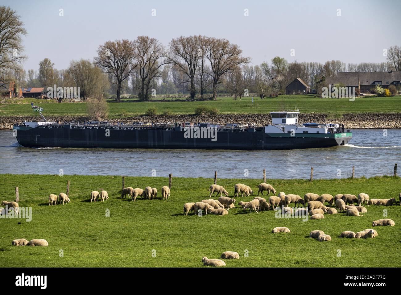 Le Rhin près du village de Kalkar-Grieth, moutons pâturant sur les prairies du Rhin, avant-pays de digue, cargo sur le Rhin, Rhénanie du Nord-Westphalie, Germa Banque D'Images