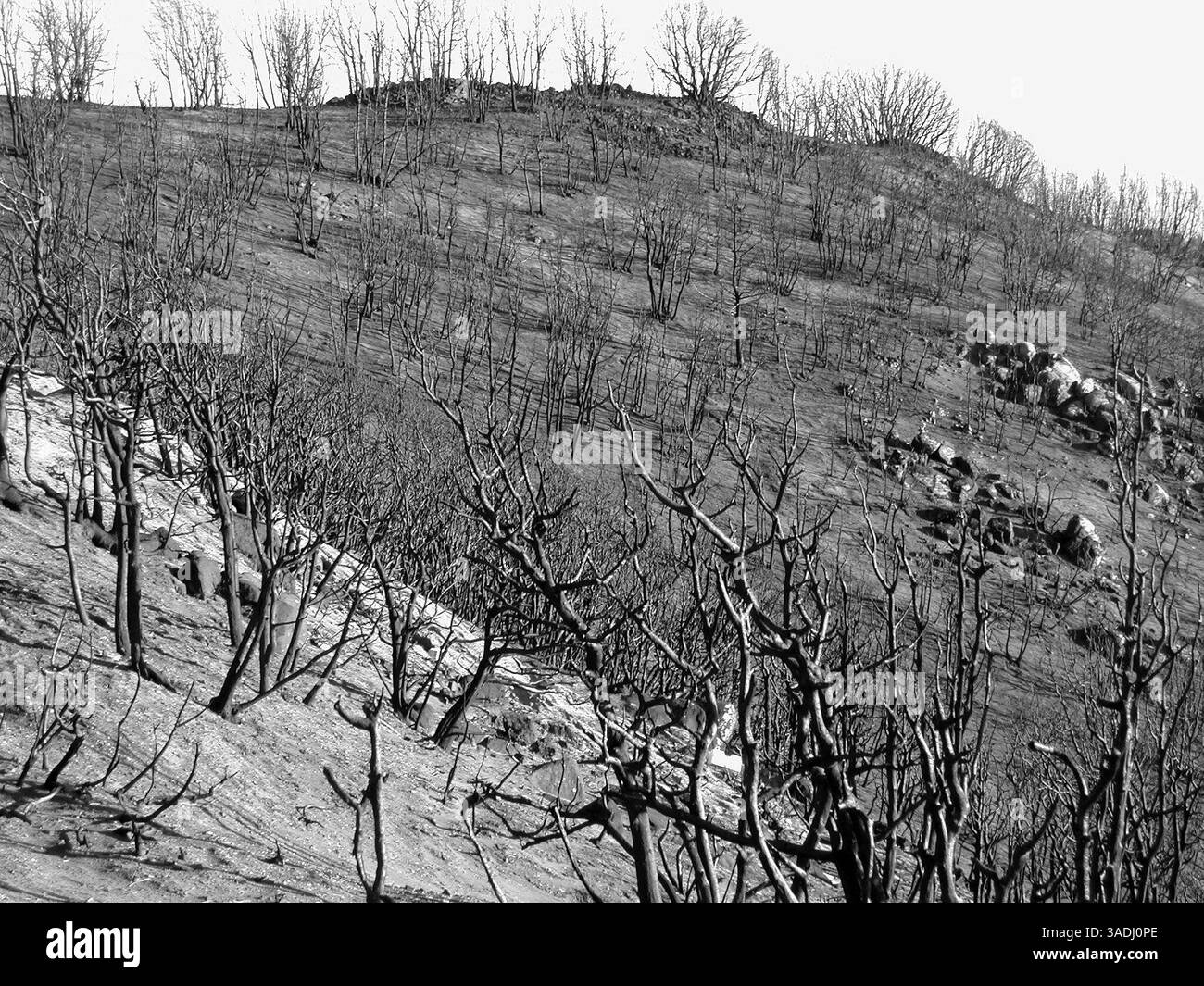 22 novembre 2003 ; Rim Forest, Californie, États-Unis ; une colline incendiée dans la forêt nationale de San Bernardino le long de la route 18 où le chemin de l'ancien incendie du canyon Waterman a détruit des centaines de maisons et laissé des milliers d'hectares d'arbres et d'arbustes brûlés. Californie, arbres morts, incendies, destruction.. (Image de crédit : Marianna Day Massey/ZUMAPRESS.com) Banque D'Images