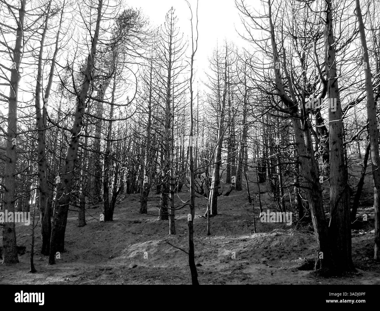 22 novembre 2003 ; Rim Forest, Californie, États-Unis ; une forêt brûlée dans la forêt nationale de San Bernardino le long de la route 18 où le chemin de l'ancien incendie du canyon Waterman a détruit des centaines de maisons et laissé des milliers d'hectares d'arbres et d'arbustes brûlés. Californie, arbres morts, incendies, destruction.. (Image de crédit : Marianna Day Massey/ZUMAPRESS.com) Banque D'Images