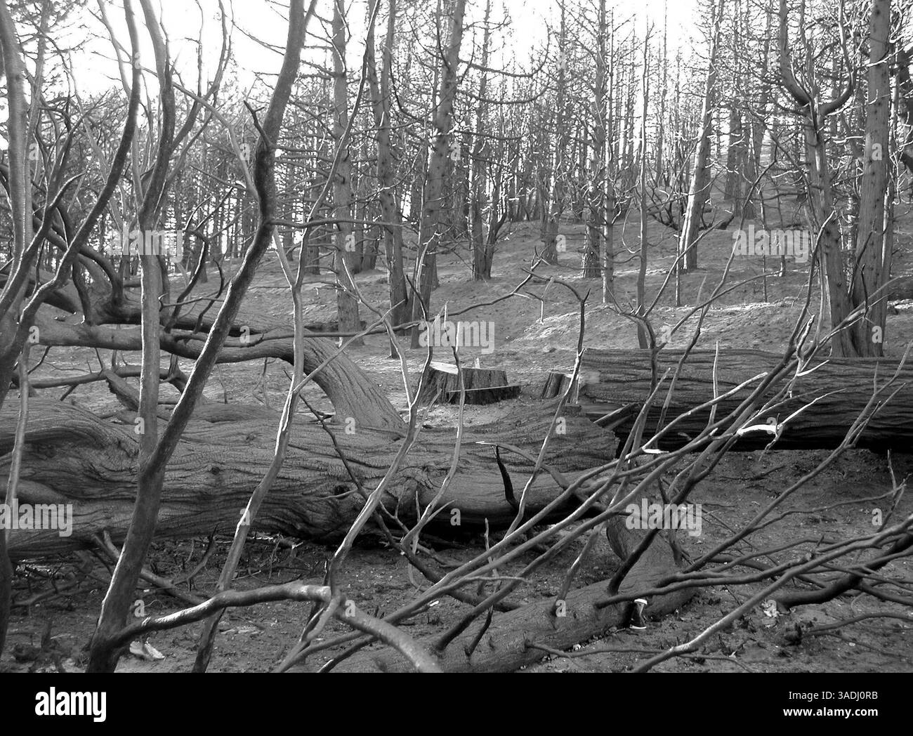 22 novembre 2003 ; Rim Forest, Californie, États-Unis ; une forêt brûlée dans la forêt nationale de San Bernardino le long de la route 18 où le chemin de l'ancien incendie du canyon Waterman a détruit des centaines de maisons et laissé des milliers d'hectares d'arbres et d'arbustes brûlés. Californie, arbres morts, incendies, destruction.. (Image de crédit : Marianna Day Massey/ZUMAPRESS.com) Banque D'Images