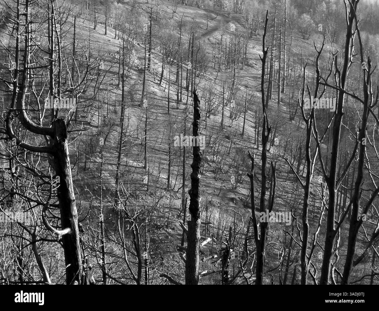 22 novembre 2003 ; Rim Forest, Californie, États-Unis ; arbres brûlés dans la forêt nationale de San Bernardino le long de la route 18 où le chemin du « Old Waterman Canyon Fire » a détruit des centaines de maisons et laissé des milliers d'hectares d'arbres et d'arbustes brûlés. Californie, arbres morts, incendies, destruction.. (Image de crédit : Marianna Day Massey/ZUMAPRESS.com) Banque D'Images