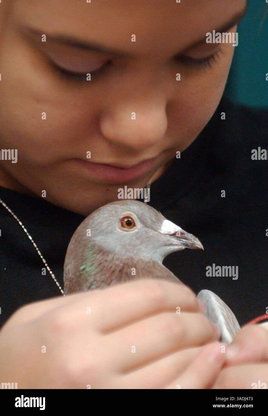 16 novembre 2005 ; San Antonio, TX, États-Unis ; Miranda Metheney, 13 ans, caresse son pigeon avant de le relâcher. Les élèves de 7e et 8e année de la Canyon Middle School, sous la direction de Stef Paramoure, suivent les données sur les pigeons qu’ils élèvent mercredi 16 novembre 2005. . (Image de crédit : Marianna Day Massey/ZUMAPRESS.com) Banque D'Images