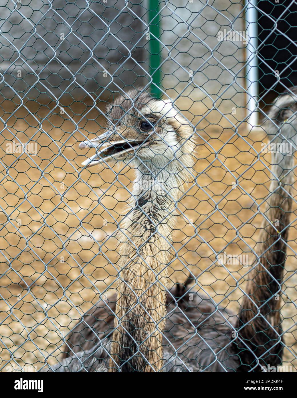 Grand oiseau émeu à l'intérieur d'un habitat clôturé, sa tête inclinée et son bec légèrement ouvert dans une curieuse pose Banque D'Images