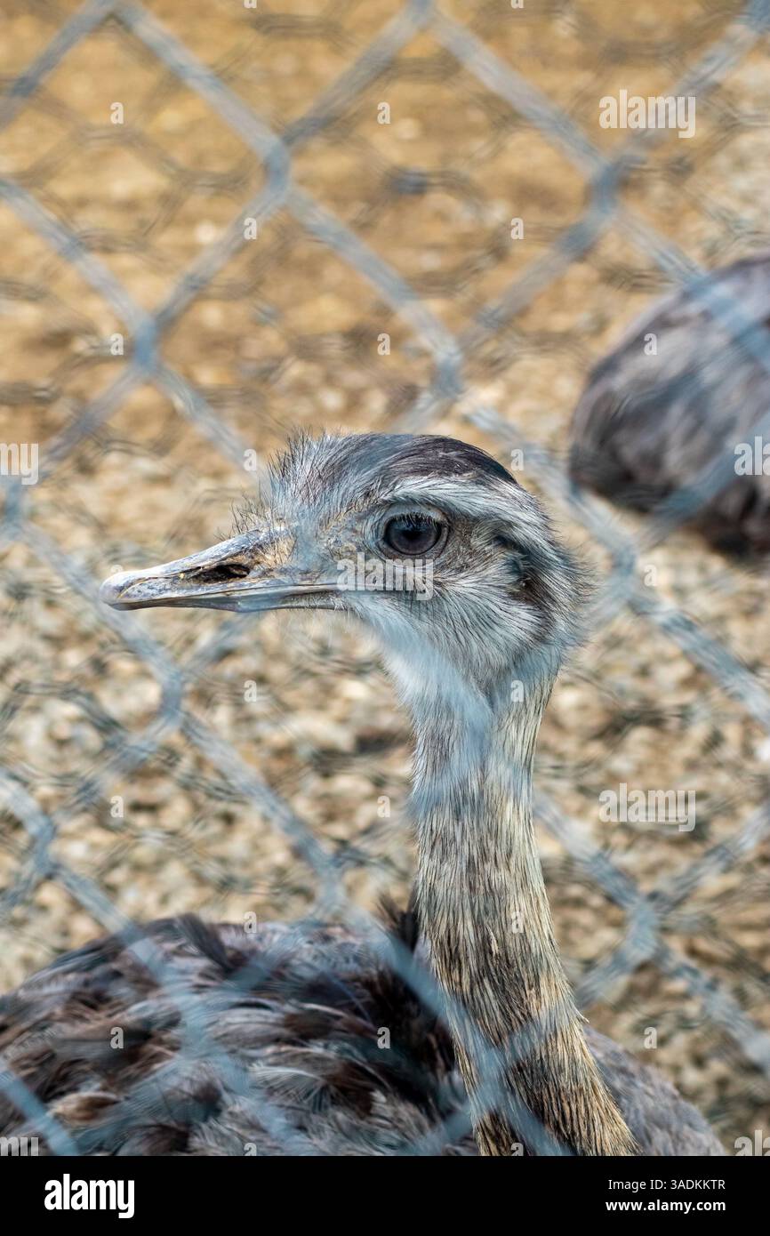 Jeune oiseau rhéa debout derrière une clôture métallique, regardant curieusement au loin Banque D'Images