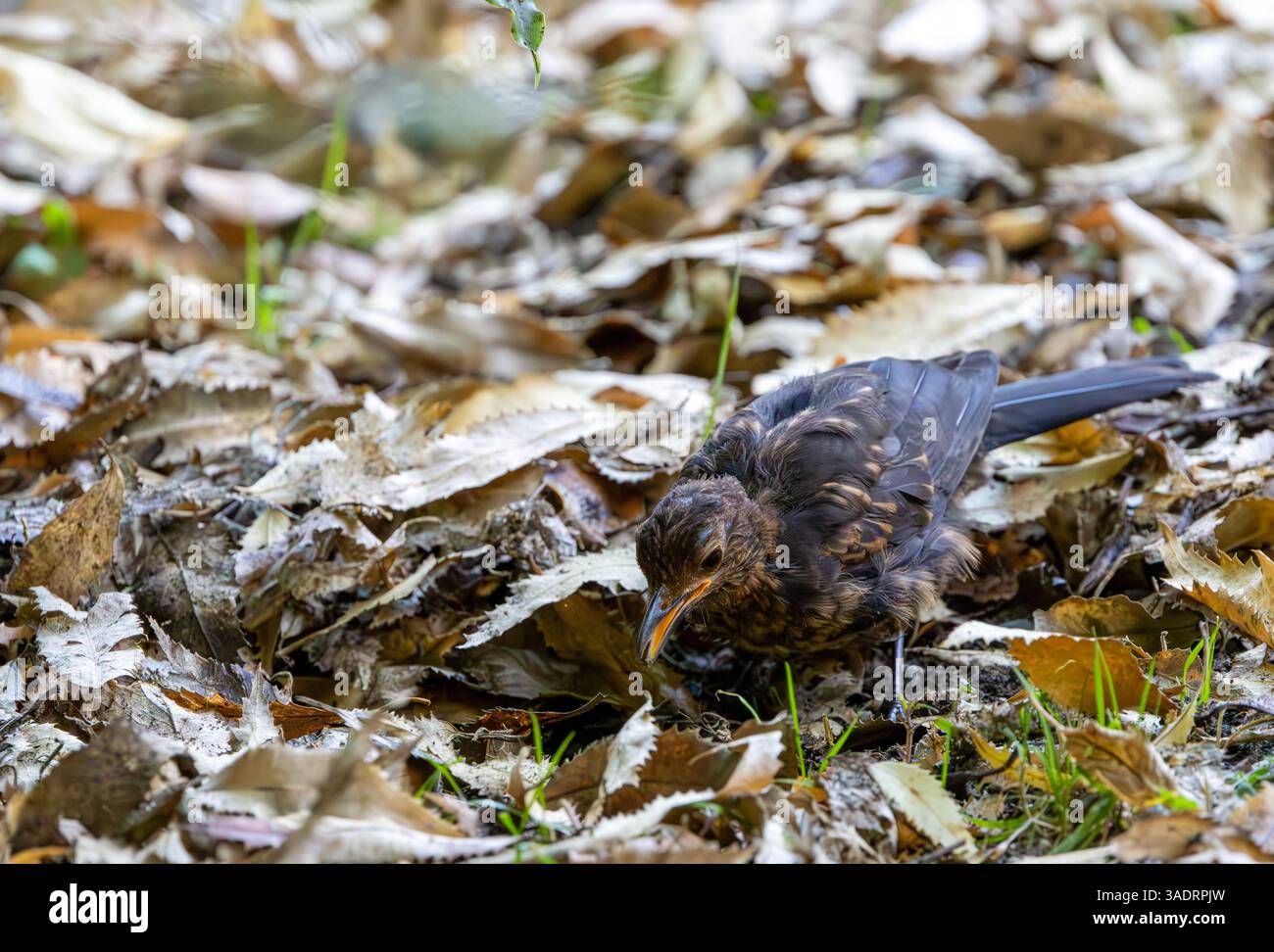 Blackbird commun (Turdus merula) dans l'île du Sud, Nouvelle-Zélande Banque D'Images