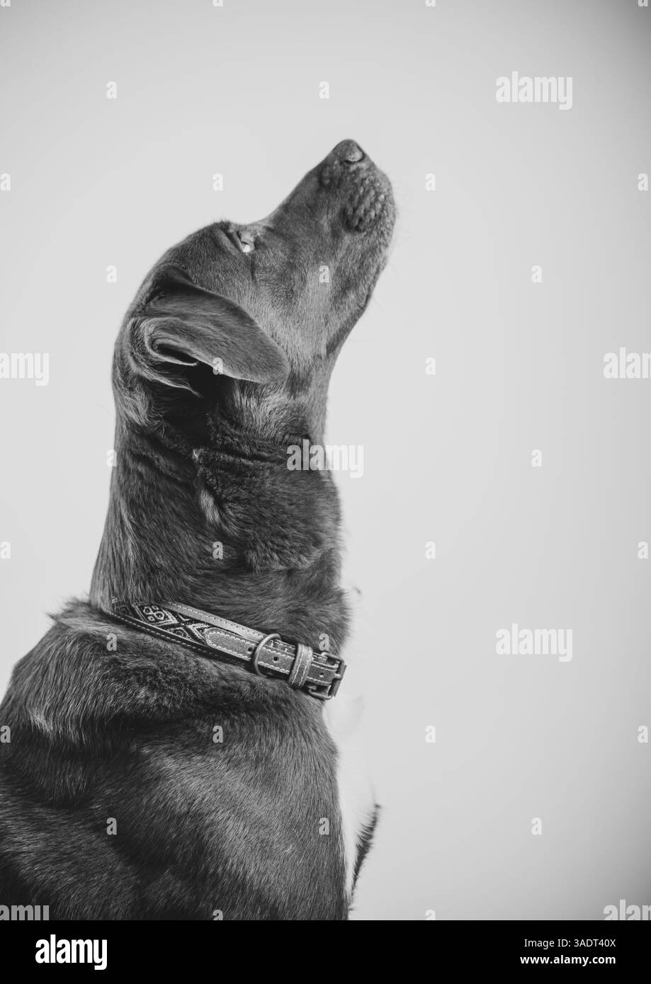 Cuir véritable, produits fabriqués à la main par des artisans équatoriens Banque D'Images