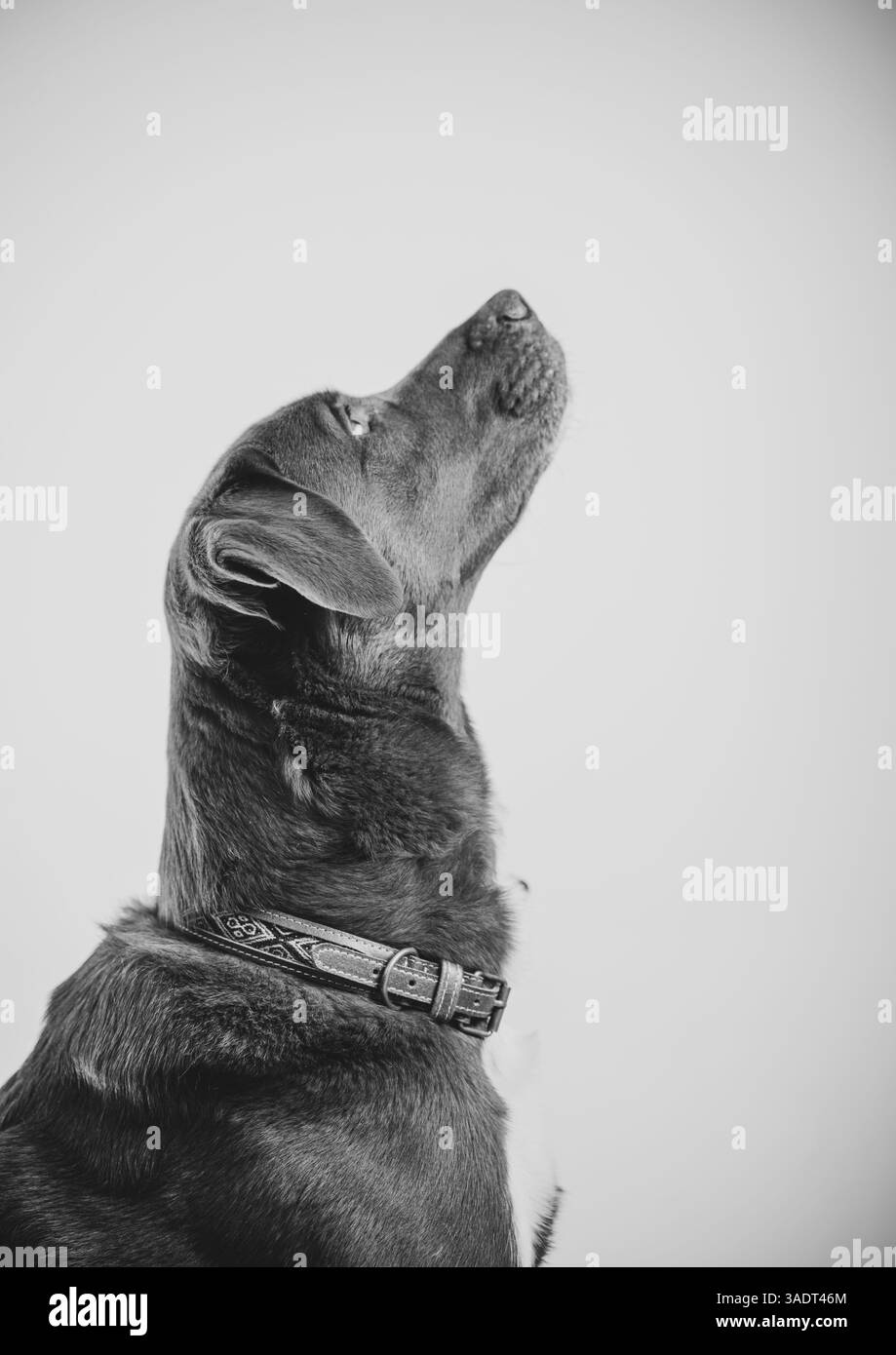 Cuir véritable, produits fabriqués à la main par des artisans équatoriens Banque D'Images