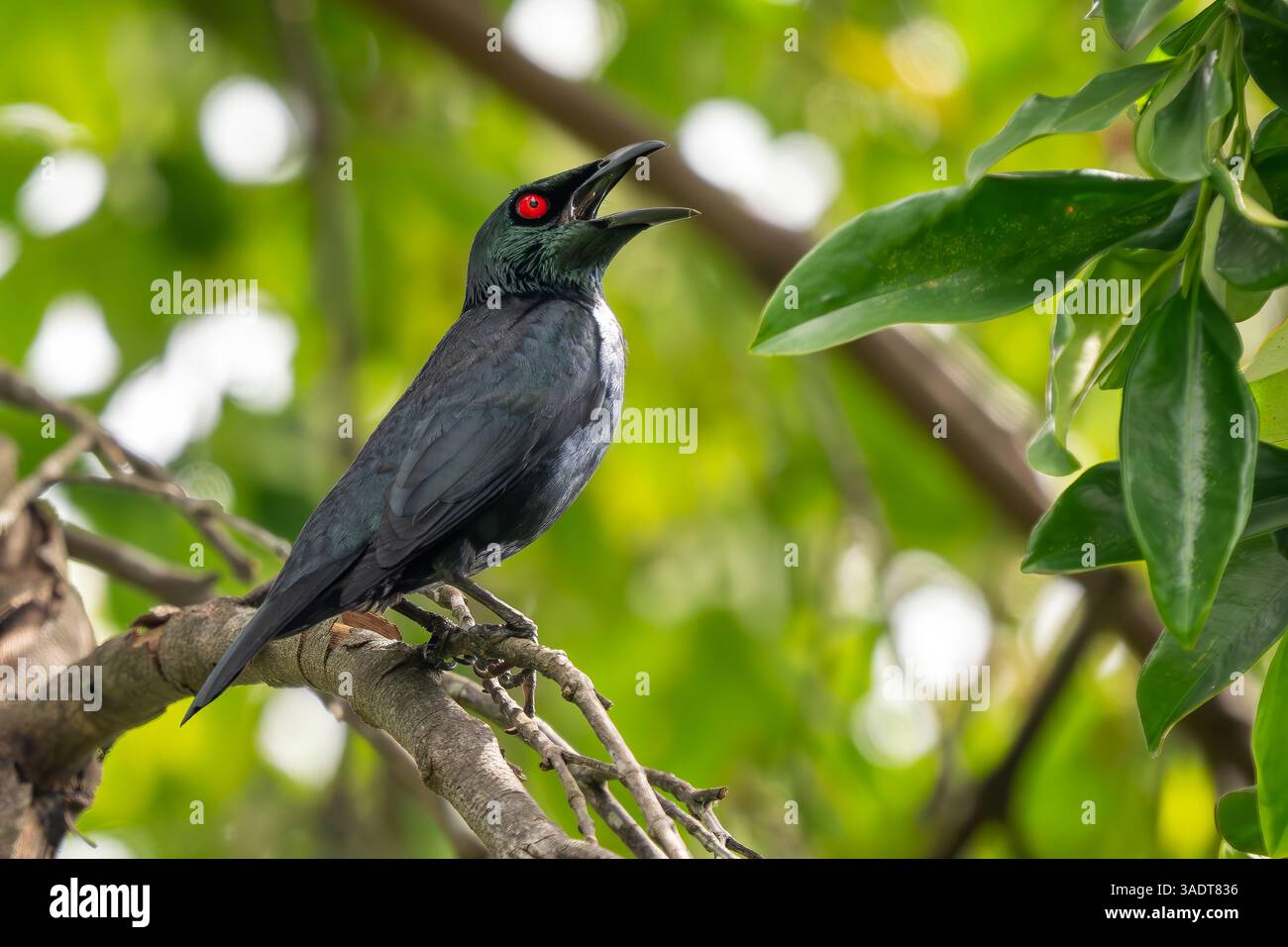 Asian Glossy Starling - Aplonis panayensis, bel oiseau perché coloré des forêts et des bois asiatiques, Singapour. Banque D'Images