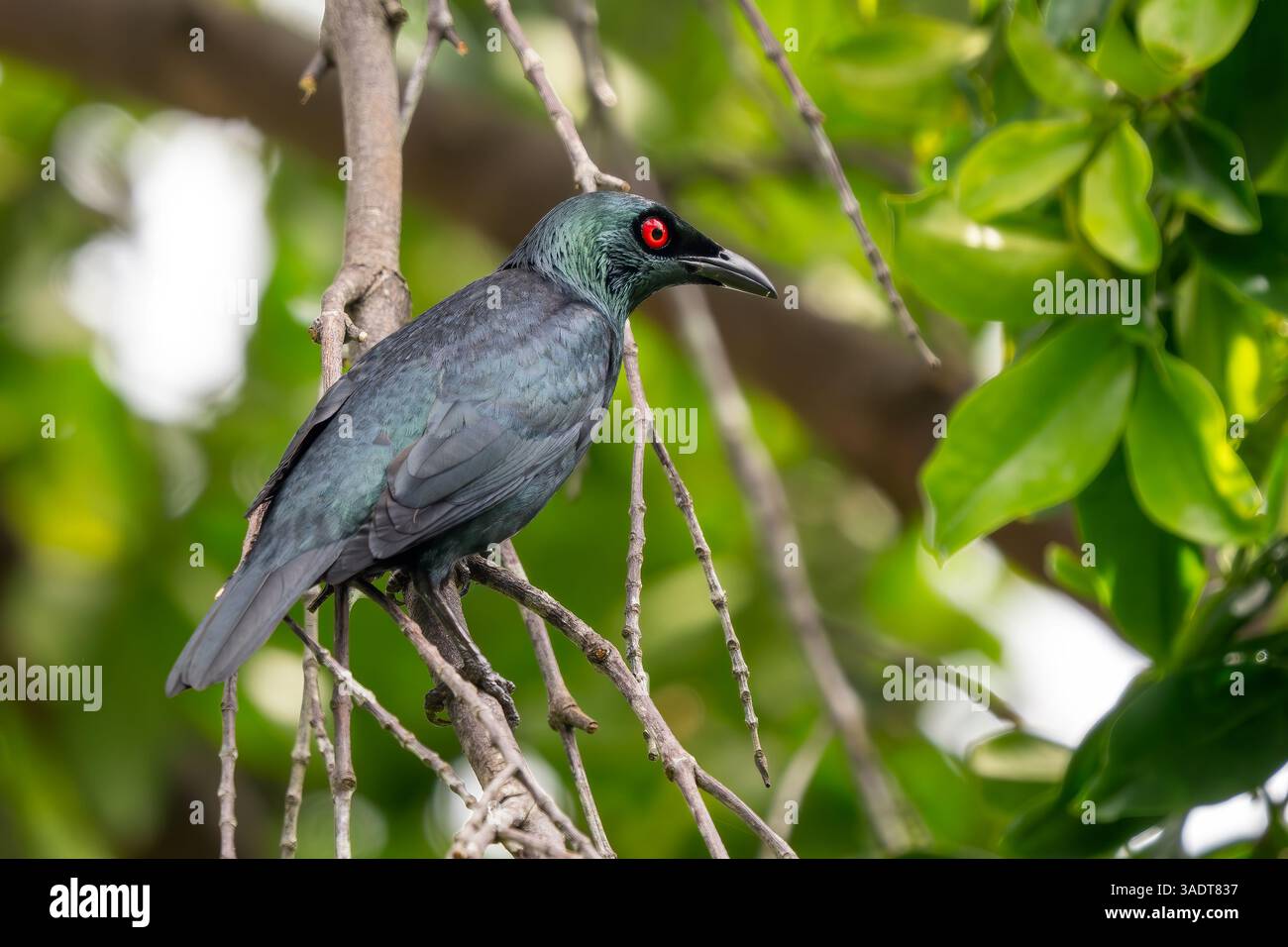 Asian Glossy Starling - Aplonis panayensis, bel oiseau perché coloré des forêts et des bois asiatiques, Singapour. Banque D'Images