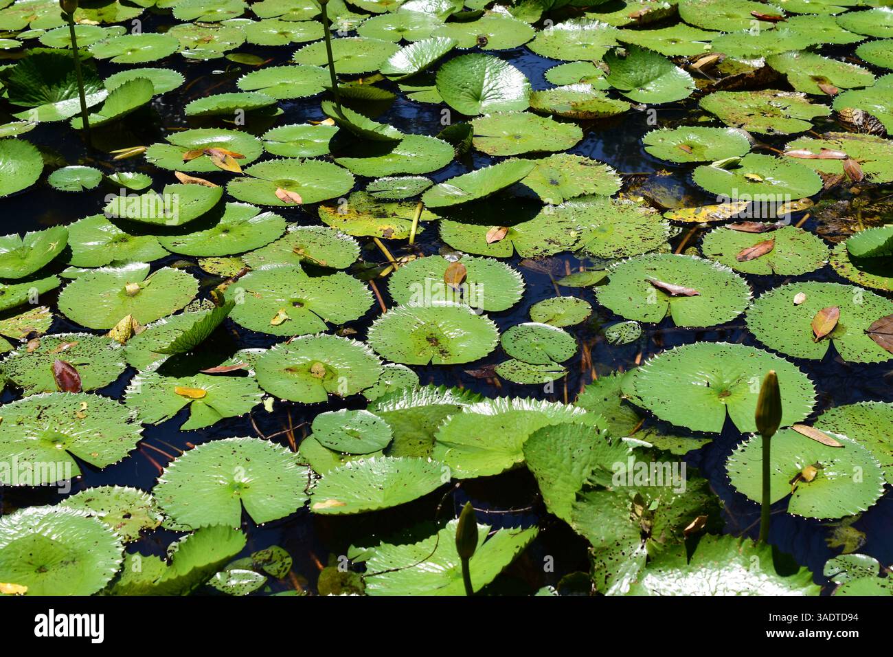 Gros plan des feuilles de Lotus. Banque D'Images