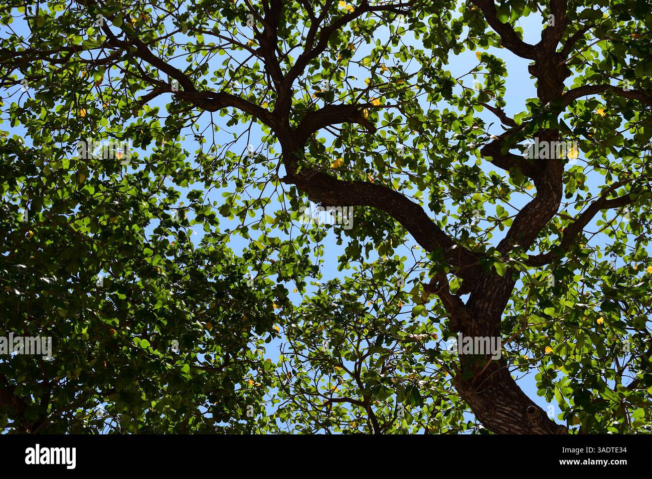 Vue vers le haut d'un arbre. Banque D'Images