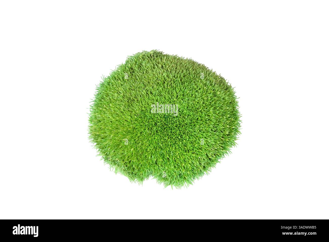 Mousse leucobryum de touffe verte isolée sur fond blanc. Leucobryum glaucum ou Pincushion bryophyte pousse le gros plan coupé. Clou décoratif Banque D'Images