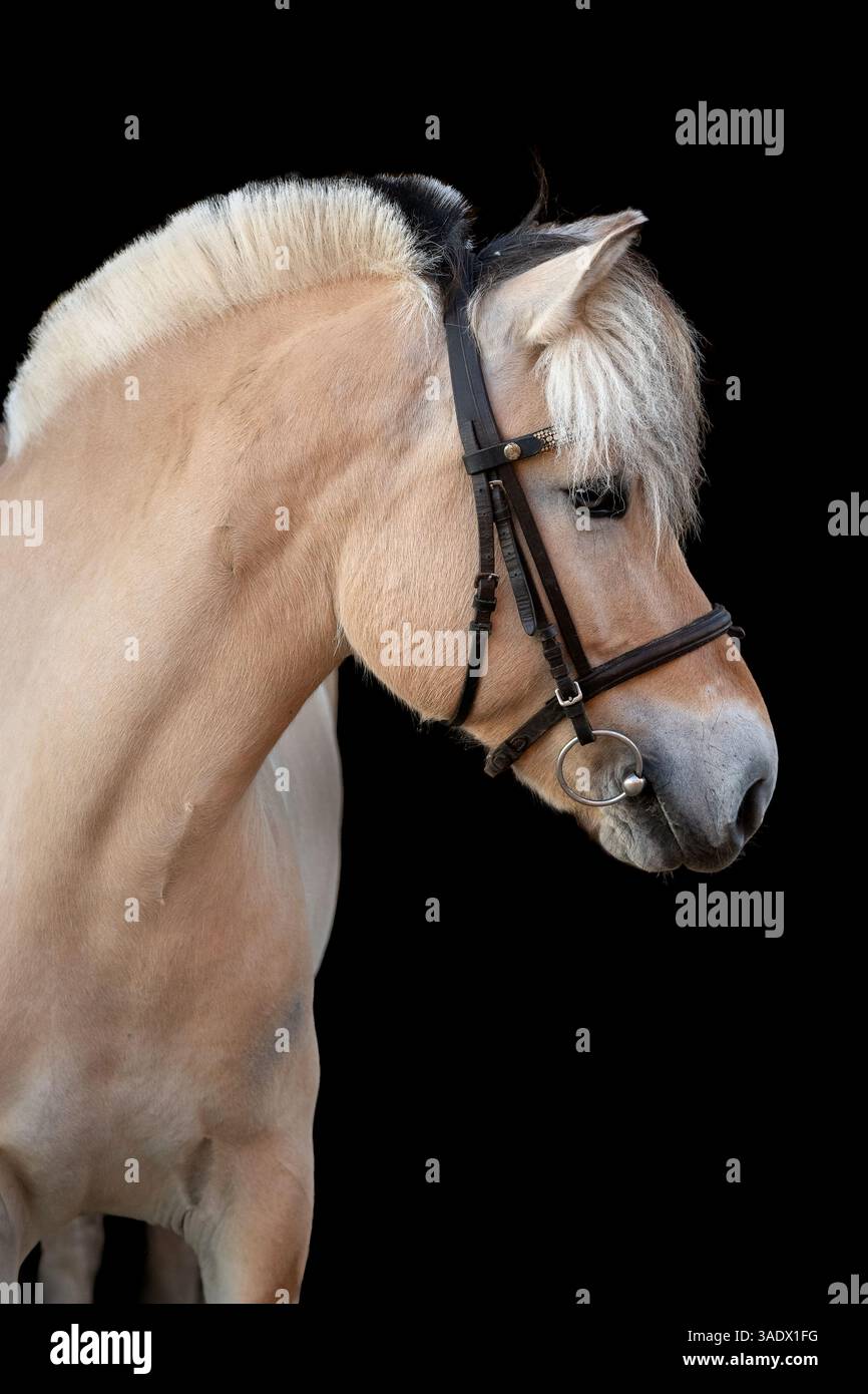 Portrait en gros plan du magnifique cheval du fjord norvégien debout sur fond noir. L'image met en évidence les caractéristiques unigue de la race, telles que Discrec Banque D'Images