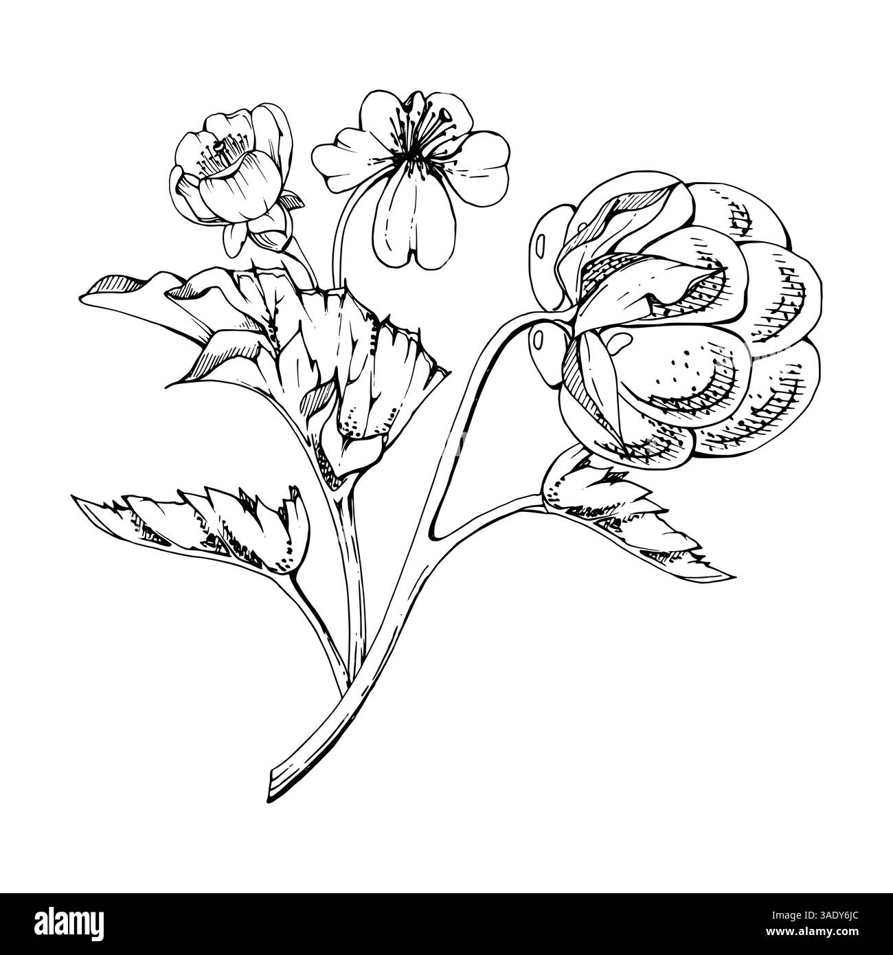 Framboise cloudberry avec des fleurs blanches, encre vectorielle dessinée à la main, baie de forêt mûre scandinave sur les tiges. Illustration botanique isolée boutonnière Illustration de Vecteur