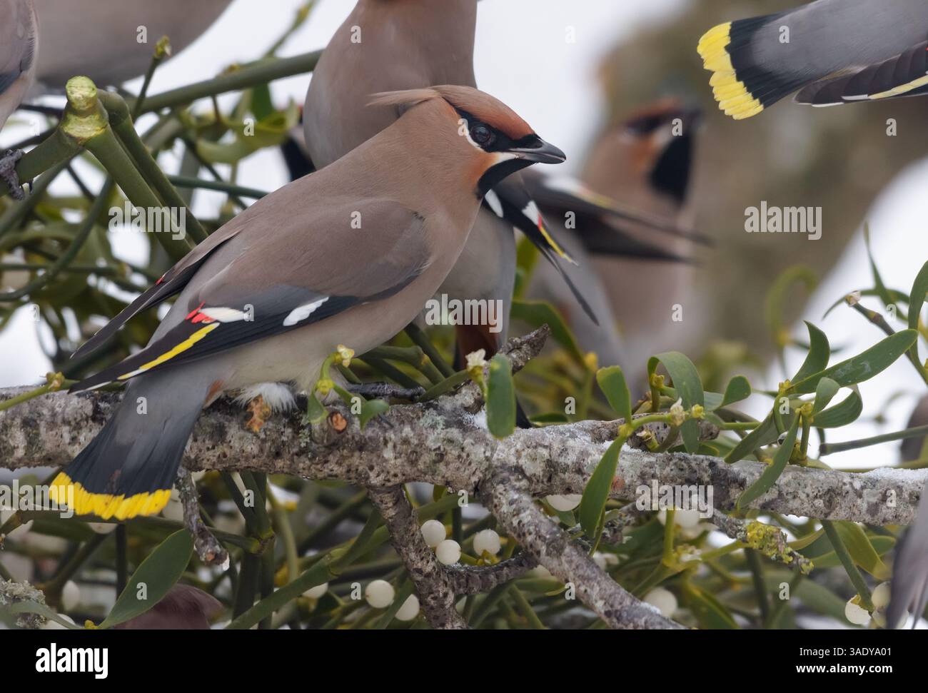 Troupeau de waxwings de Bohême (Bombycilla garrulus) se nourrissant d'un gui tombé avec des baies Banque D'Images