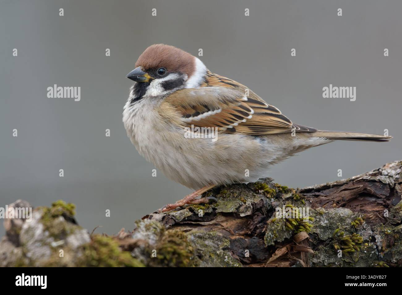 Tuffy Eurasian Tree Moparrow (passer montanus) perché sur une épaisse branche couverte de lichen dans la journée d'hiver terne Banque D'Images