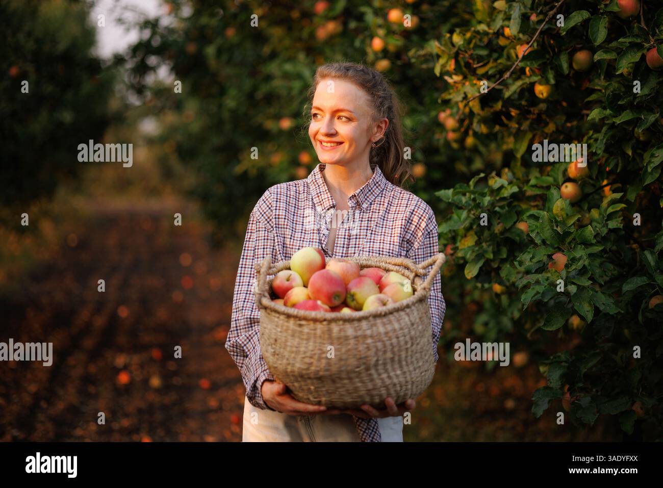 Femme souriante tenant un panier de pommes fraîchement cueillies dans le verger pendant la récolte d'automne au coucher du soleil. Banque D'Images