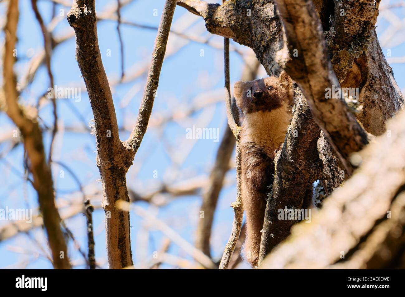 Vue en angle bas de la martre de pin européenne sur l'arbre Banque D'Images
