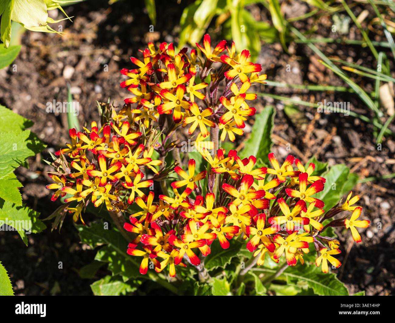 Fleurs jaunes rouges bordées du robuste polyanthus vivace printanier Primula vulgaris 'Oakleaf Yellow Picotee' Banque D'Images