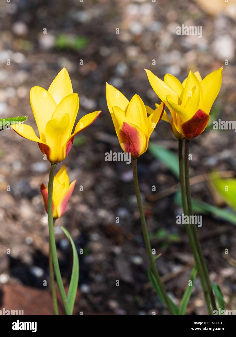 Fleurs jaunes à ombrage rouge de l'espèce rustique Tulipa clusiana var. Chrysantha, floraison début avril Banque D'Images