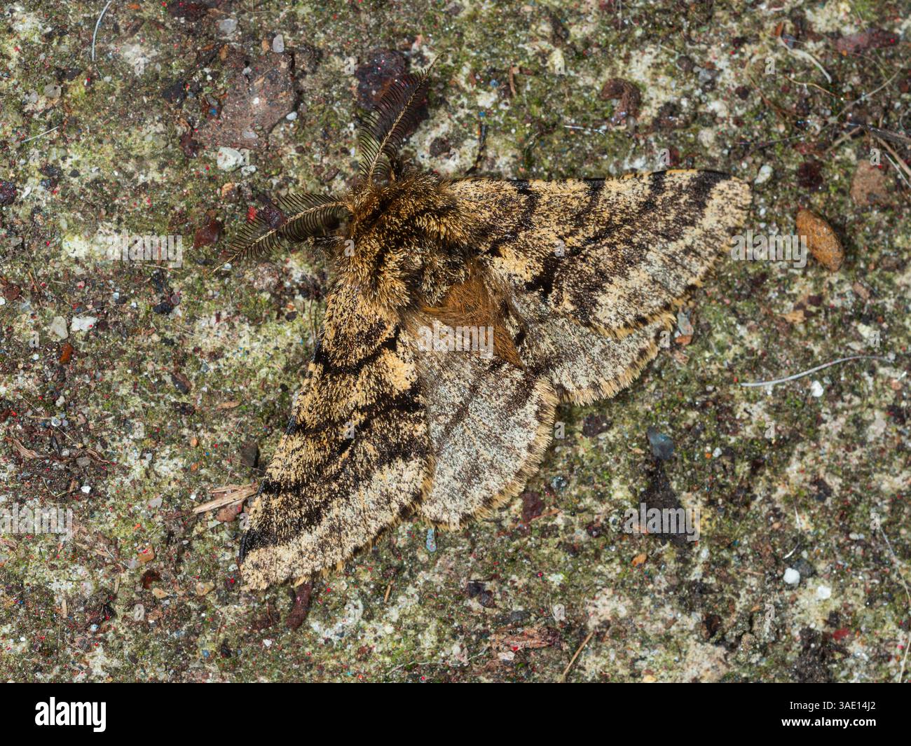 Mâle volant au printemps UK Brindled Beauty Moth, Lycia hirtaria., montrant un motif de camouflage sur les ailes déployées Banque D'Images