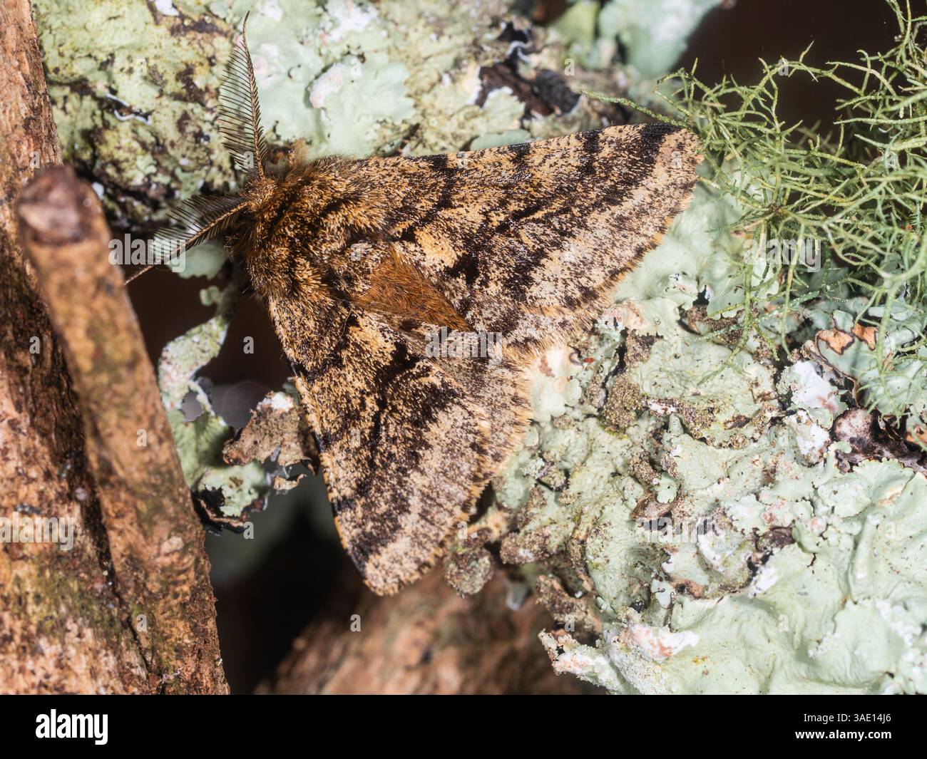 Mâle volant au printemps UK Brindled Beauty Moth, Lycia hirtaria., montrant un motif de camouflage sur les ailes déployées Banque D'Images