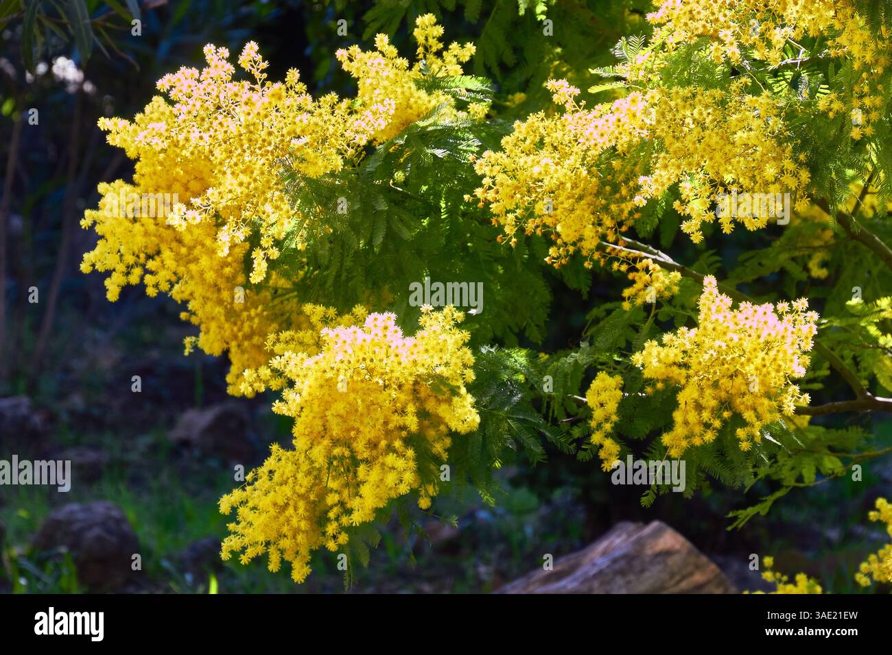 Fleurs de mimosa jaune vif fleurissant dans un cadre de jardin luxuriant Banque D'Images