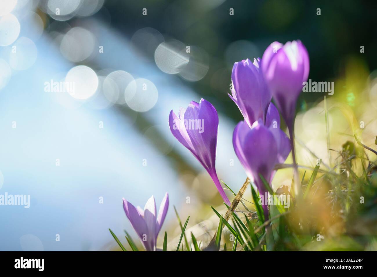 Fleurs de Crocus violettes avec fond clair flou Banque D'Images