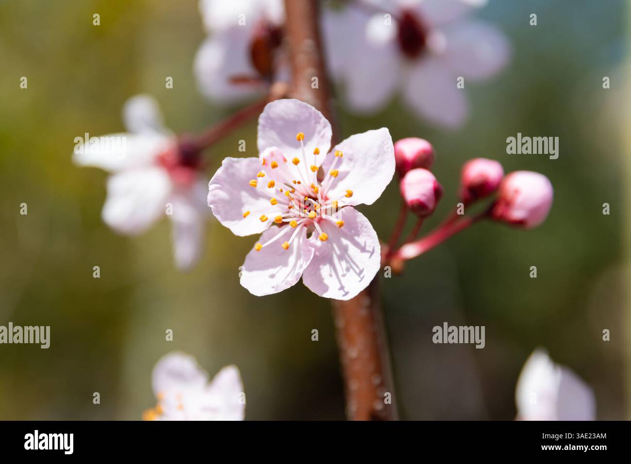 La prune cerise (Prunus cerasifera) fleurit au printemps Banque D'Images