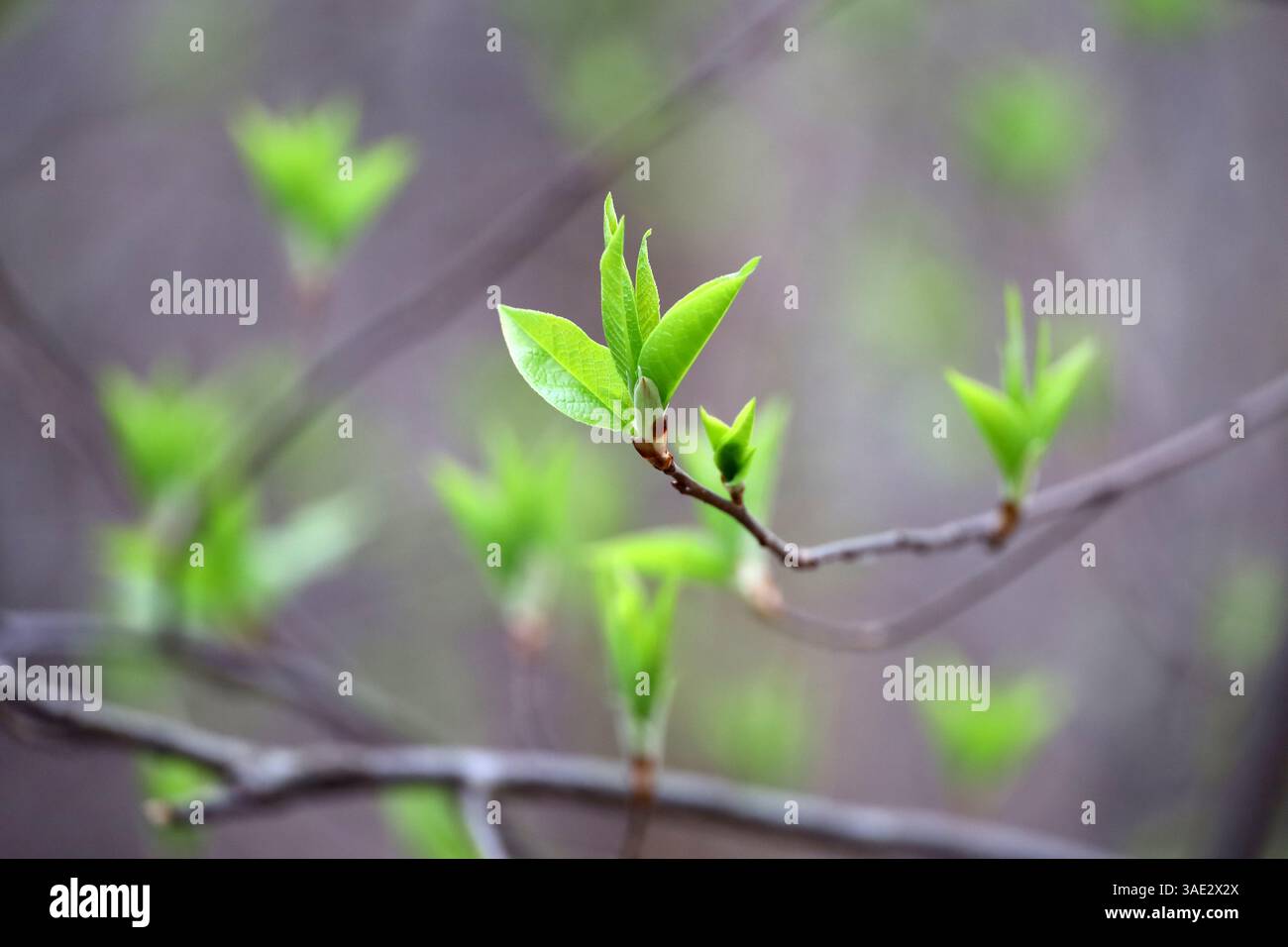 Printemps, jeunes feuilles vertes sur une branche d'arbre. La nature se réveillant dans la forêt Banque D'Images
