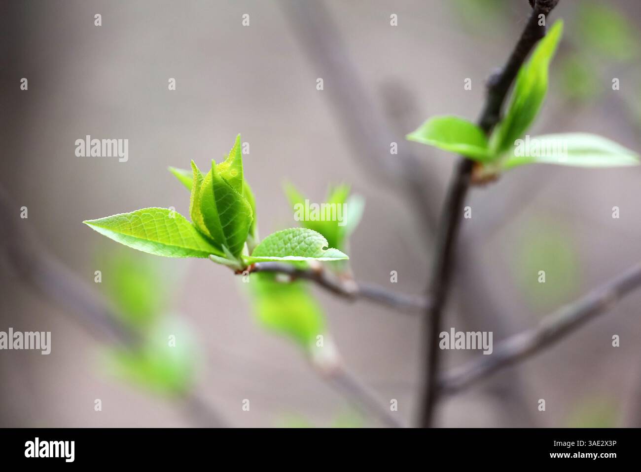 Printemps, jeunes feuilles vertes sur une branche d'arbre. La nature se réveillant dans la forêt Banque D'Images