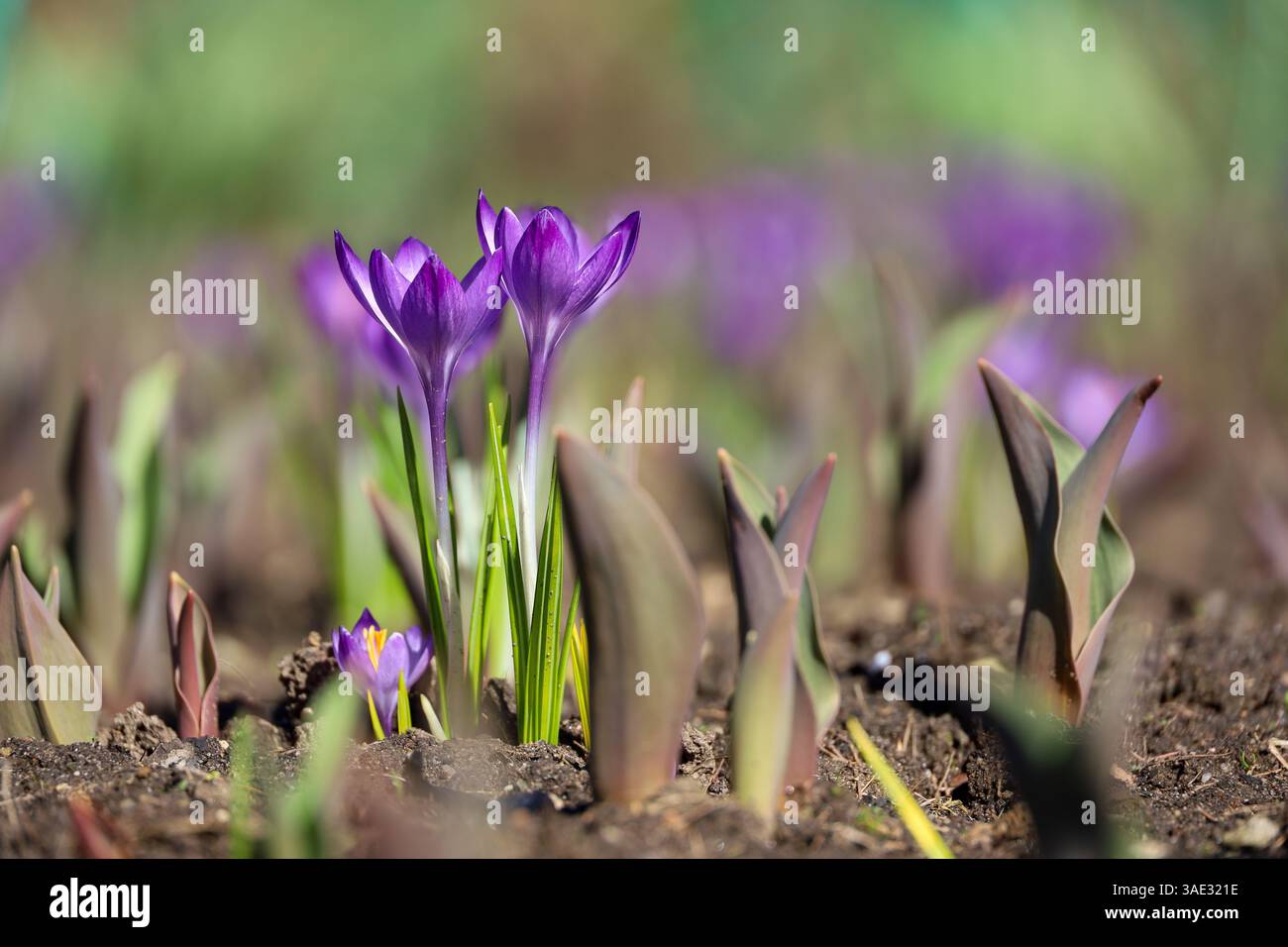 Fleurs de crocus fleurissent dans le jardin de printemps, safran violet Banque D'Images