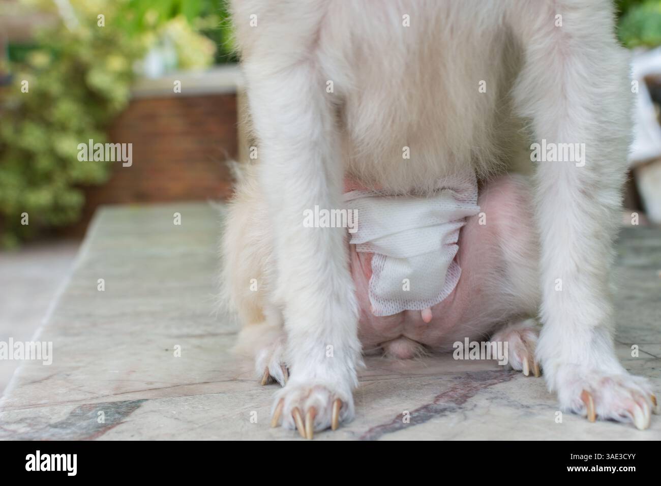 Chien contrôlant une suture de plaie à l'abdomen après chirurgie de l'endomètre par vétérinaire à l'hôpital pour animaux de compagnie Banque D'Images