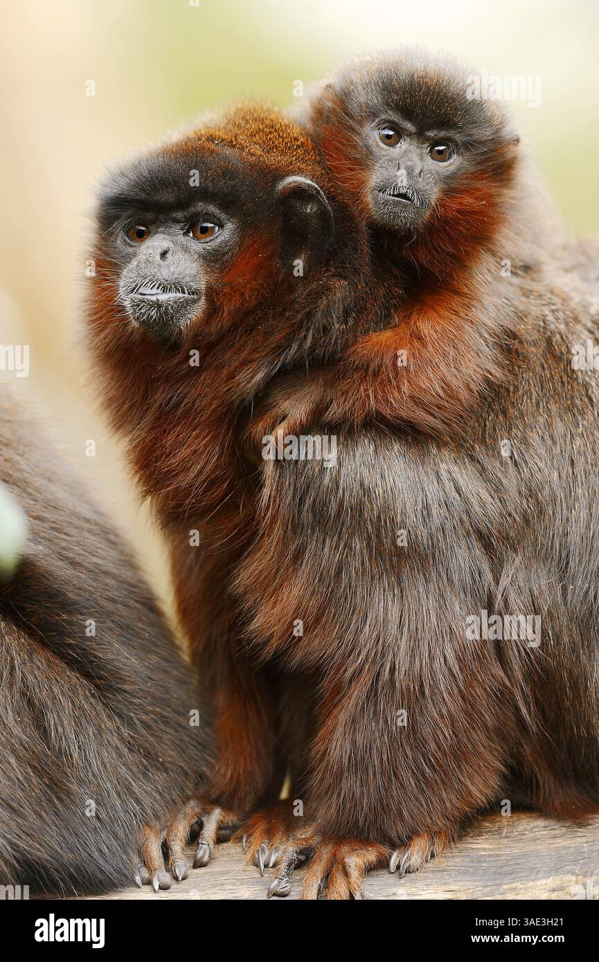 Singe Titi cuivré (Plecturocebus cupreus, Callicebus cupreu), femelle avec jeune | Roter Springaffe oder Roter Titi Banque D'Images