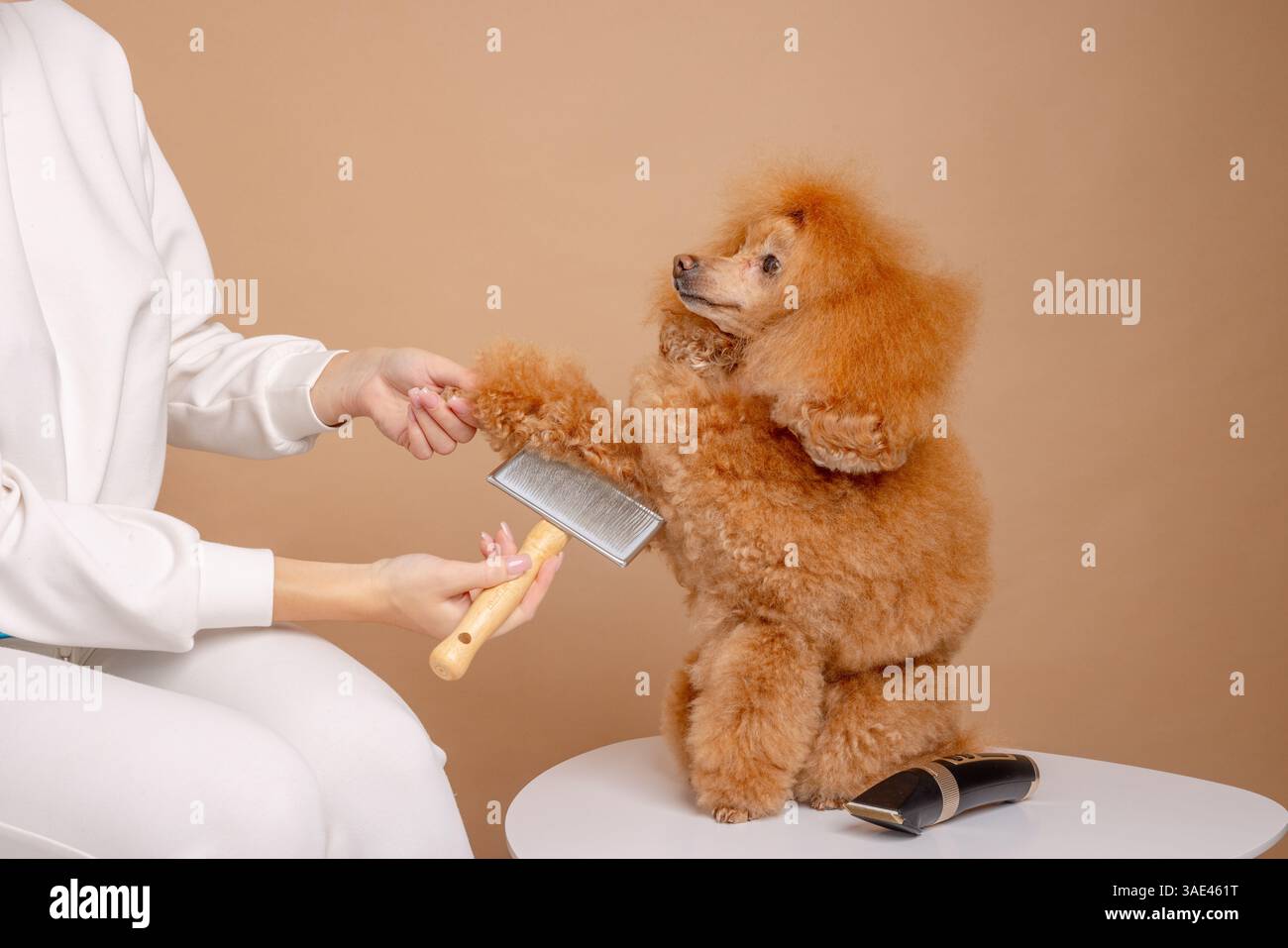 Toiletteur professionnel brossant une patte de caniche rouge avec une brosse fine pendant la séance de toilettage dans un salon pour animaux. Banque D'Images