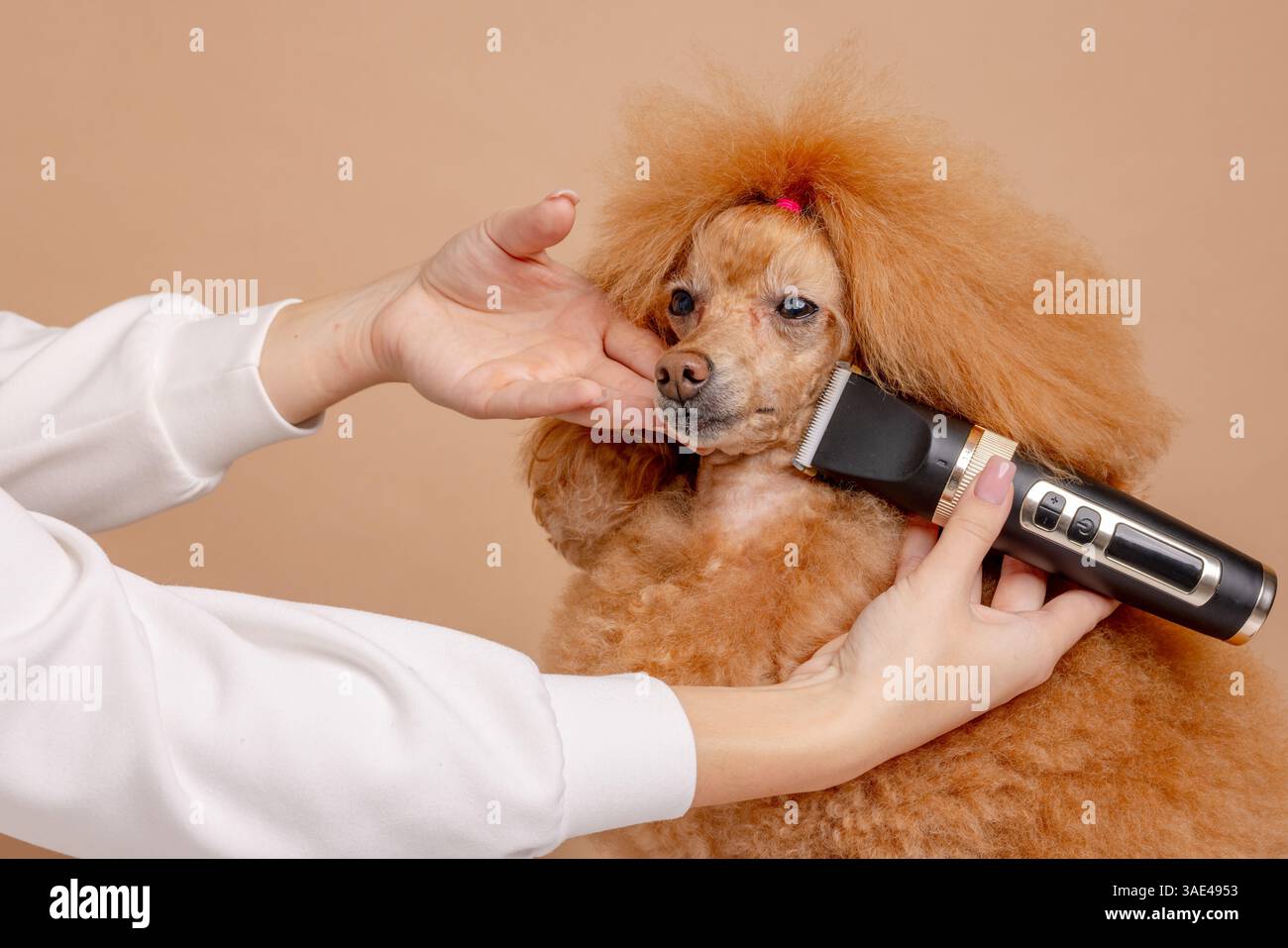 Tondeuse professionnelle utilisant une tondeuse électrique pour tondre le visage des caniches rouges dans un salon pour animaux. Chien calme pendant le toilettage. Banque D'Images