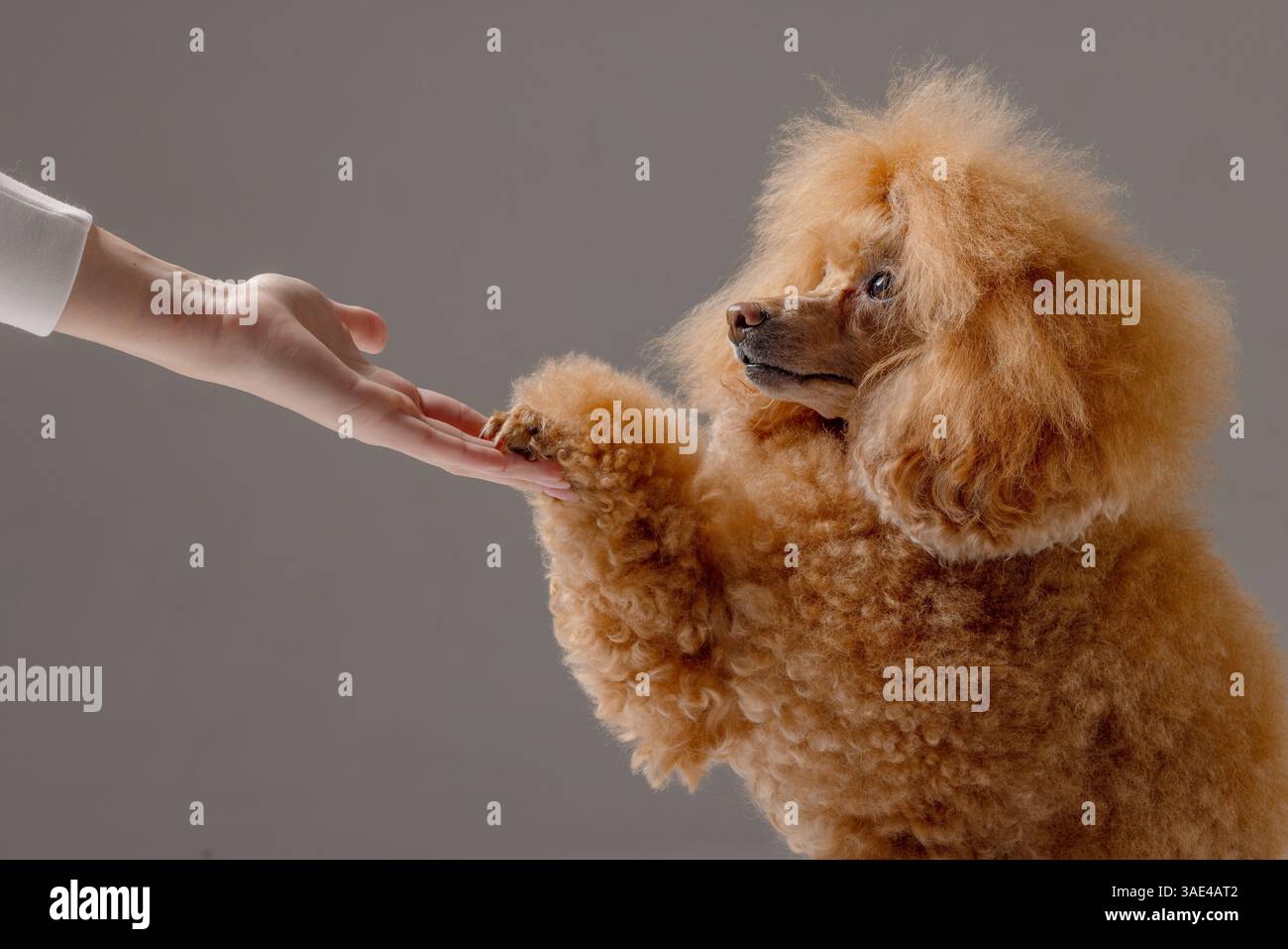 Caniche donnant la patte au propriétaire pendant la séance d'entraînement, symbole de confiance, d'obéissance et de liaison en studio. Banque D'Images