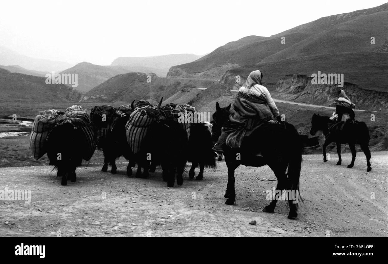 12 mars 1996 ; Province du Gansu, CHINE ; les nomades tibétains traversent un chemin de terre alors qu'ils emmènent leur troupeau de Yaks au pâturage.. (Crédit image : Ruaridh Stewart/ZUMAPRESS.com) Banque D'Images