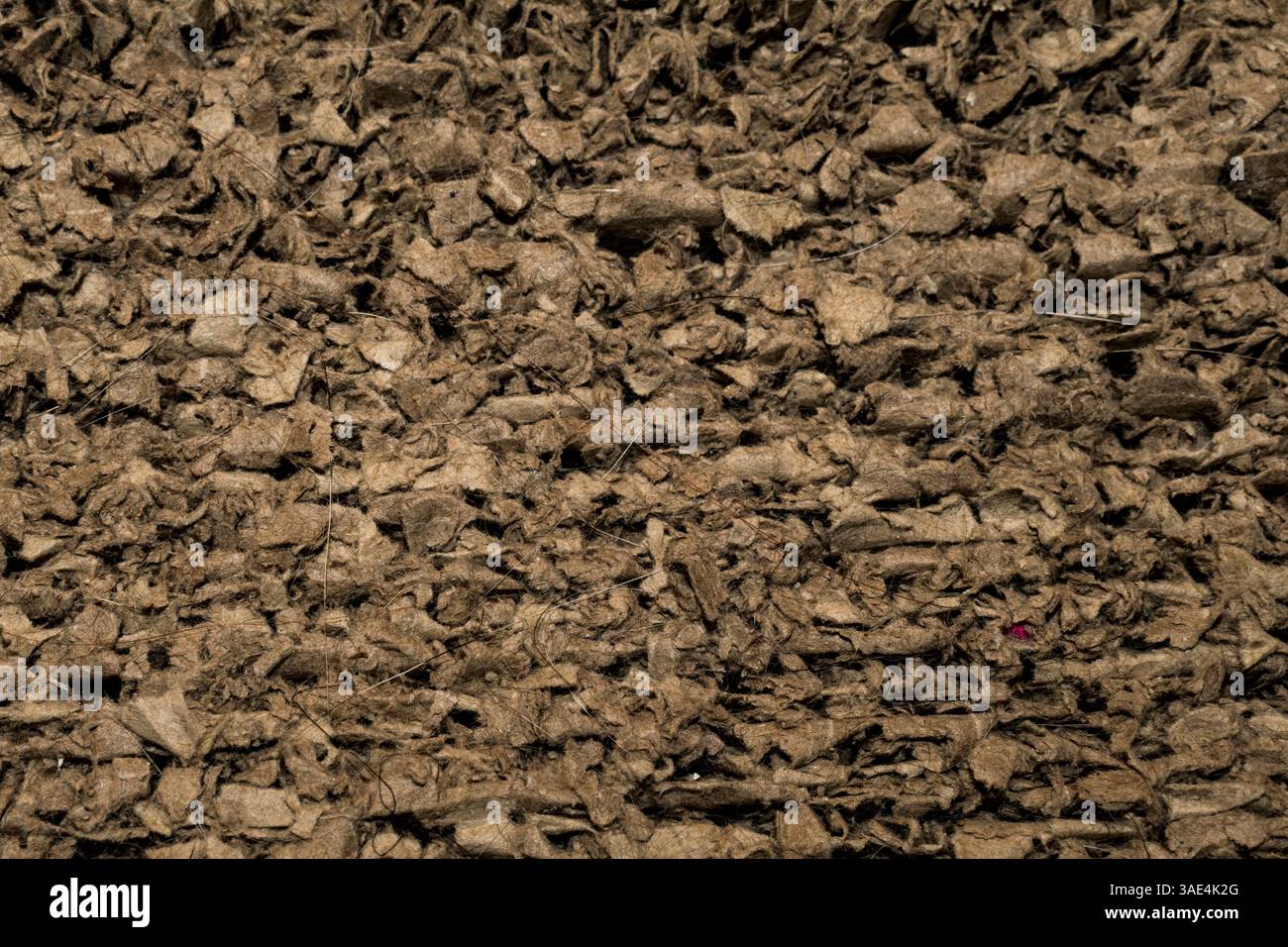 Gros plan sur la planche à gratter du chat Banque D'Images