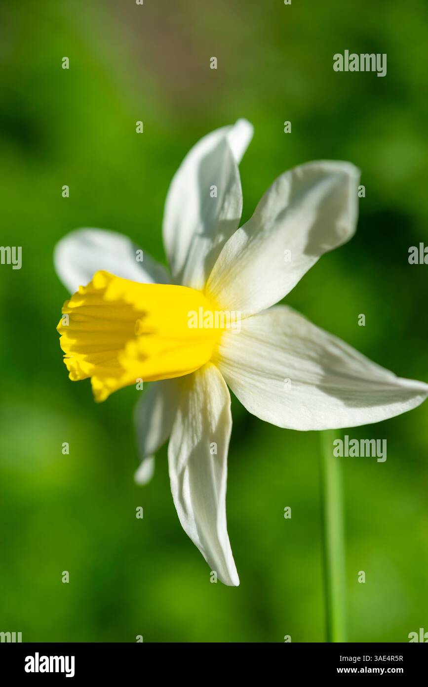 Narcissus 'Jack Snipe'. Une petite variété populaire de floraison de jonquille début avril. Banque D'Images