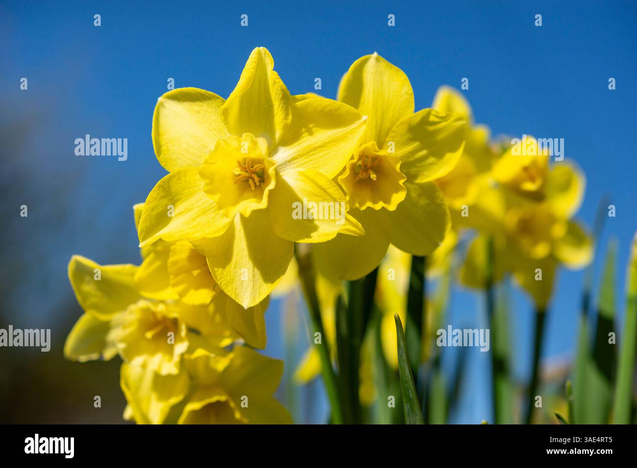 Narcissus 'Verdin' en gros plan. Une variété parfumée de petite jonquille cultivée dans un pot vitré dans un jardin britannique. Banque D'Images