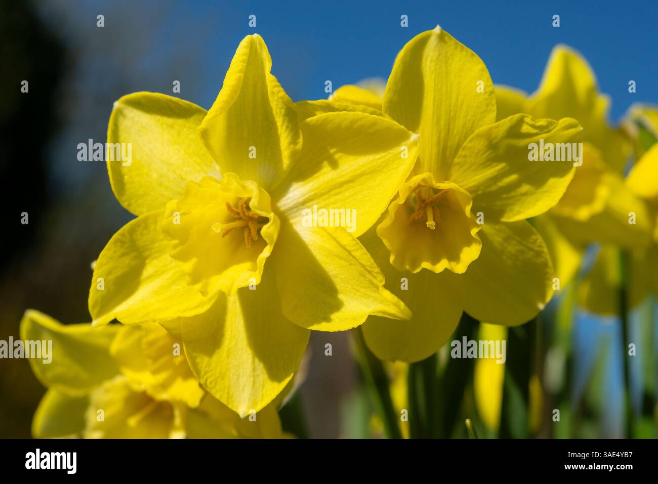 Narcissus 'Verdin' en gros plan. Une variété parfumée de petite jonquille cultivée dans un pot vitré dans un jardin britannique. Banque D'Images
