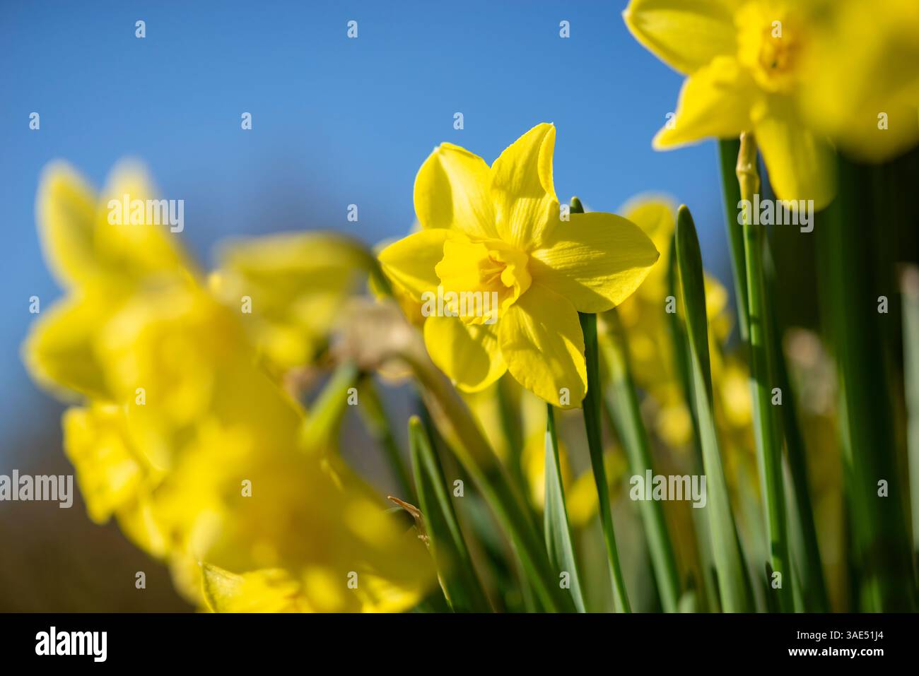 Narcissus 'Verdin' en gros plan. Une variété parfumée de petite jonquille cultivée dans un pot vitré dans un jardin britannique. Banque D'Images