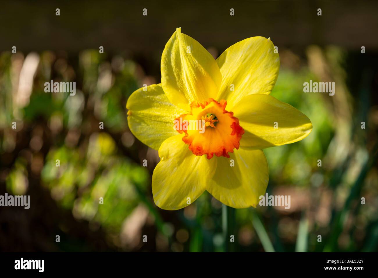 Jonquille jaune avec trompette orange profonde floraison au soleil de printemps. Banque D'Images